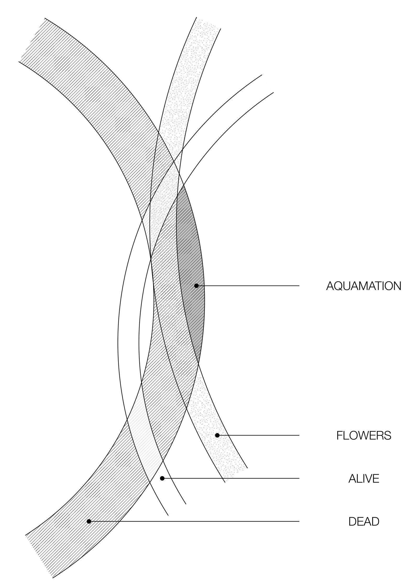 Path Diagram